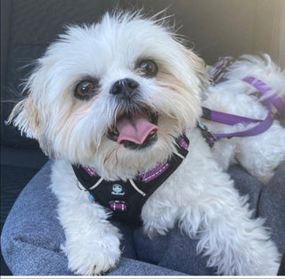 Pet Care - Luxe Tribe Wellness Dispensary