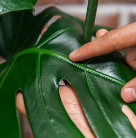 We The Wild Plant Care Organic Protect Spray with Neem Oil 1.25L