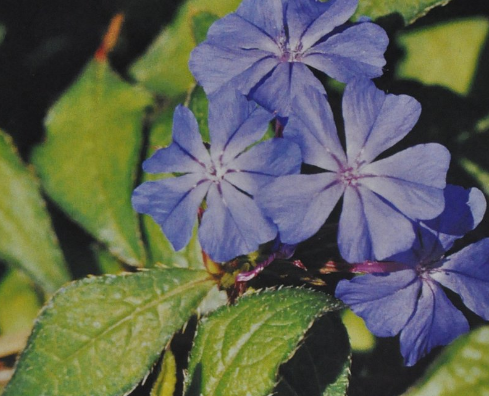 Ainsworths Original Dr. Bach Method Flower Essence Cerato 10ml