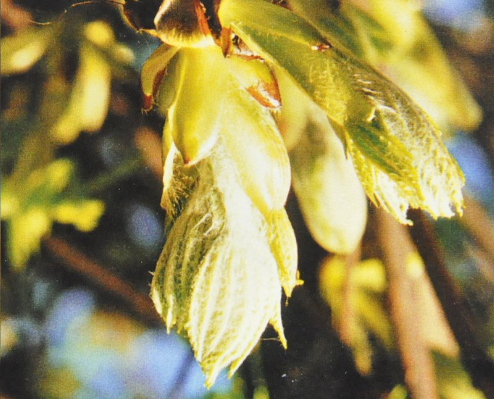 Ainsworths Original Dr. Bach Method Flower Essence Chestnut Bud 10ml