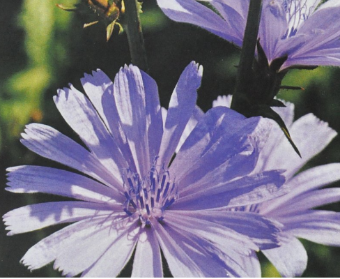 Ainsworths Original Dr. Bach Method Flower Essence Chicory 10ml