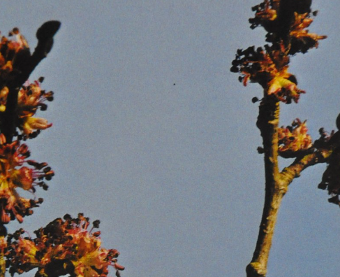 Ainsworths Original Dr. Bach Method Flower Essence Elm 10ml