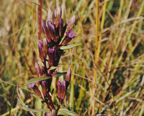 Ainsworths Original Dr. Bach Method Flower Essence Gentian 10ml