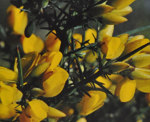 Ainsworths Original Dr. Bach Method Flower Essence Gorse 10ml