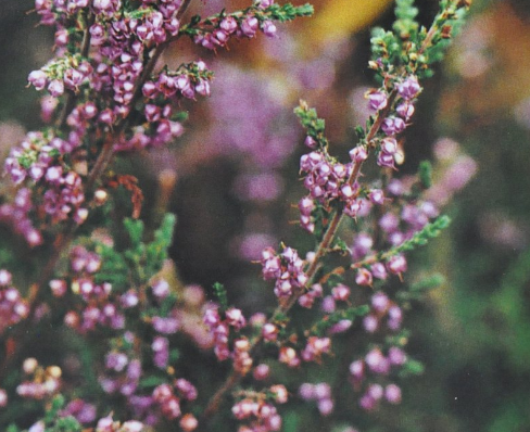 Ainsworths Original Dr. Bach Method Flower Essence Heather 10ml