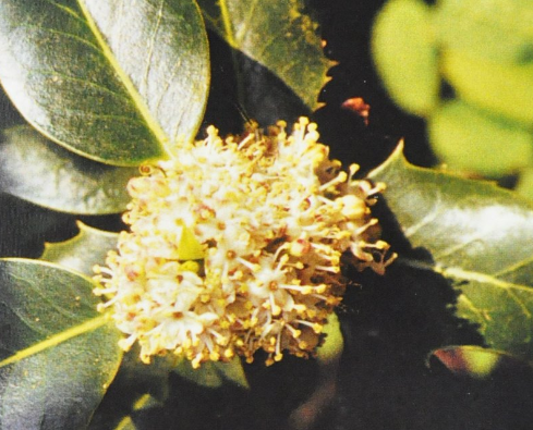 Ainsworths Original Dr. Bach Method Flower Essence Holly 10ml