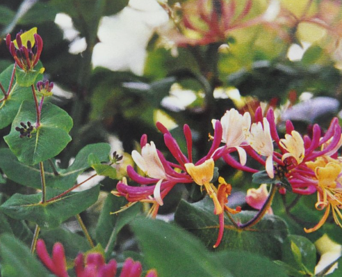 Ainsworths Original Dr. Bach Method Flower Essence Honeysuckle 10ml