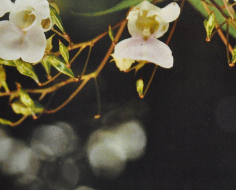 Ainsworths Original Dr. Bach Method Flower Essence Impatiens 10ml