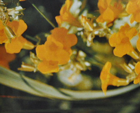 Ainsworths Original Dr. Bach Method Flower Essence Mimulus 10ml