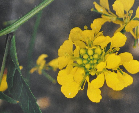 Ainsworths Original Dr. Bach Method Flower Essence Mustard 10ml