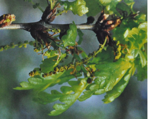 Ainsworths Original Dr. Bach Method Flower Essence Oak 10ml