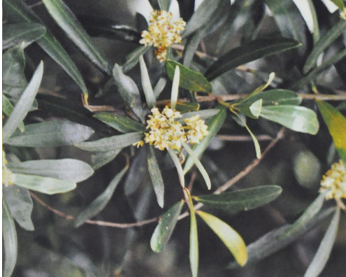 Ainsworths Original Dr. Bach Method Flower Essence Olive 10ml