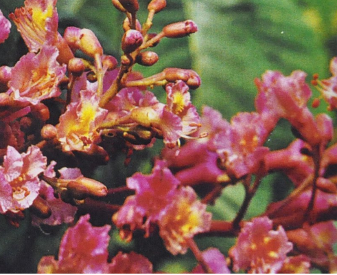 Ainsworths Original Dr. Bach Method Flower Essence Red Chestnut 10ml