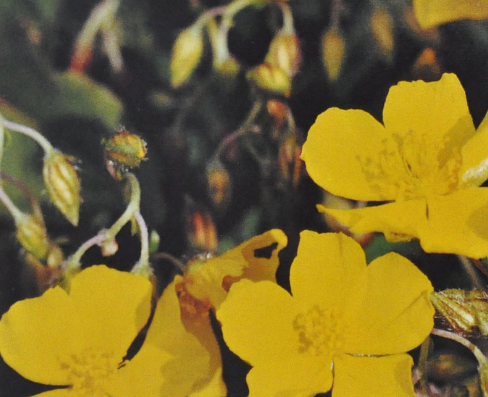 Ainsworths Original Dr. Bach Method Flower Essence Rock Rose 10ml