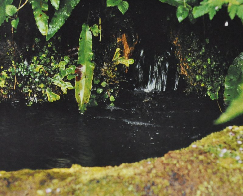 Ainsworths Original Dr. Bach Method Flower Essence Rock Water 10ml