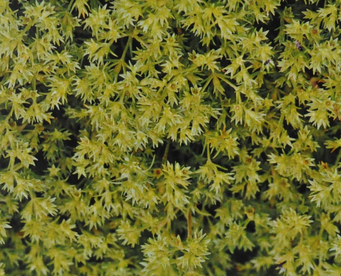 Ainsworths Original Dr. Bach Method Flower Essence Scleranthus 10ml