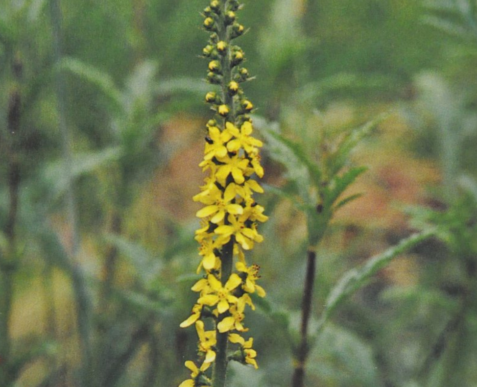 Ainsworths Original Dr. Bach Method Flower Essence Agrimony 10ml