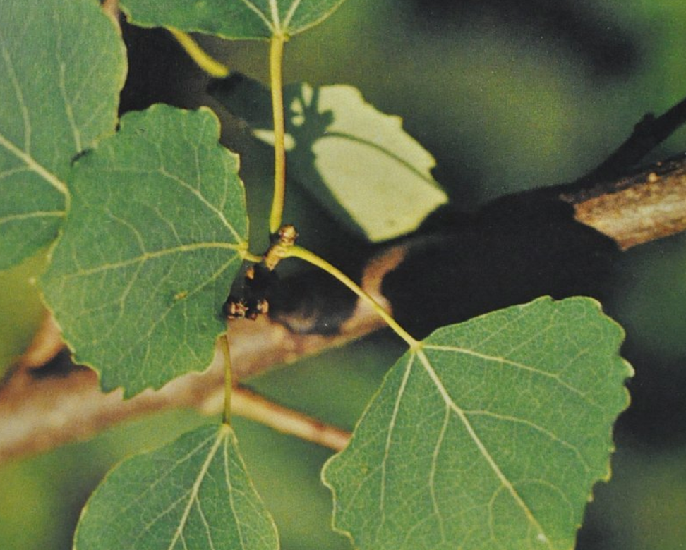 Ainsworths Original Dr. Bach Method Flower Essence Aspen 10ml