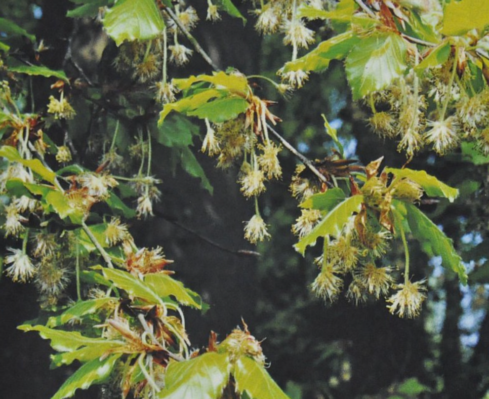 Ainsworths Original Dr. Bach Method Flower Essence Beech 10ml