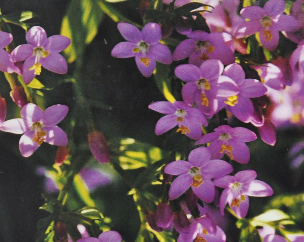 Ainsworths Original Dr. Bach Method Flower Essence Centaury 10ml