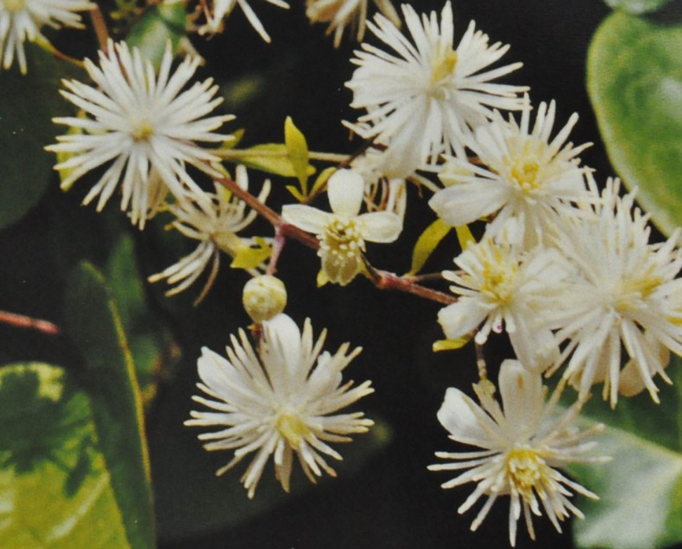 Ainsworths Original Dr. Bach Method Flower Essence Clematis 10ml