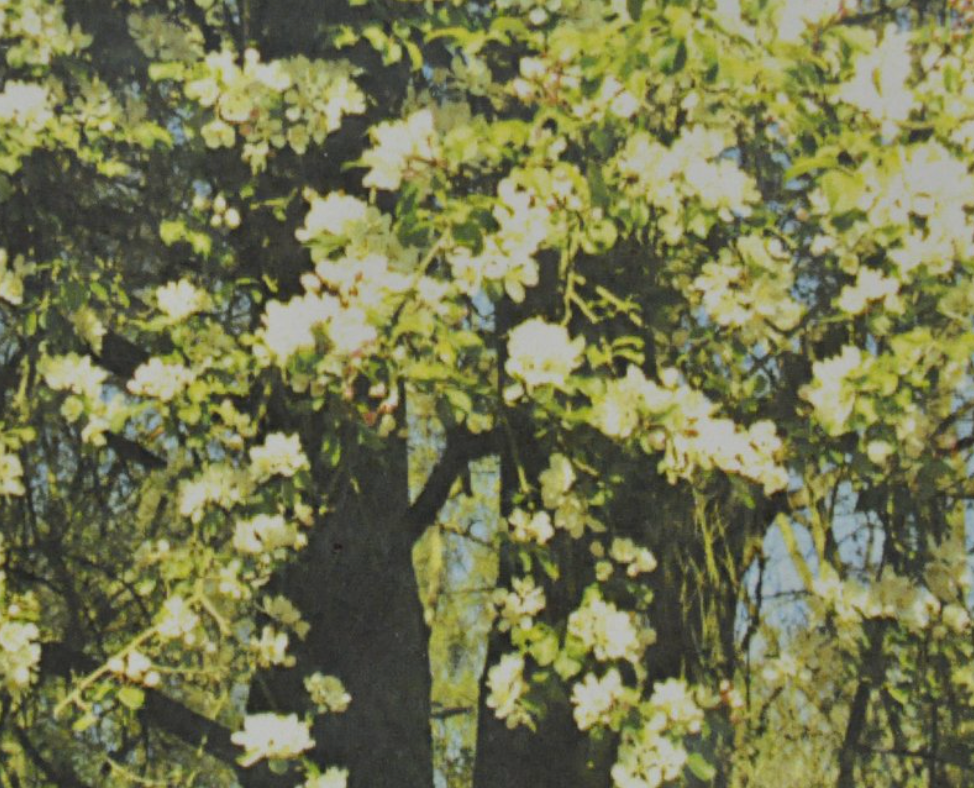 Ainsworths Original Dr. Bach Method Flower Essence Crab Apple 10ml