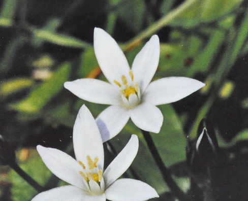 Ainsworths Original Dr. Bach Method Flower Essence Star of Bethlehem 10ml