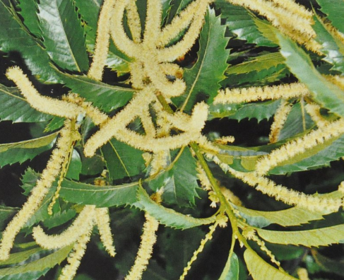 Ainsworths Original Dr. Bach Method Flower Essence Sweet Chestnut 10ml