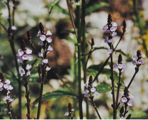 Ainsworths Original Dr. Bach Method Flower Essence Vervain 10ml