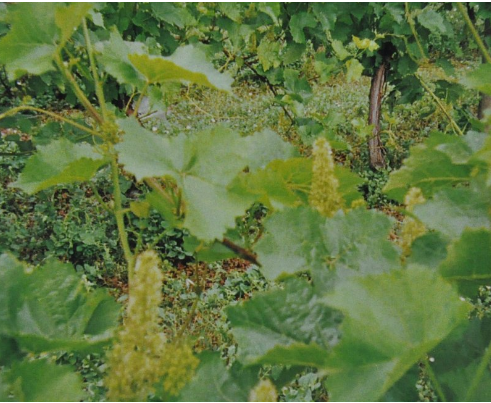 Ainsworths Original Dr. Bach Method Flower Essence Vine 10ml