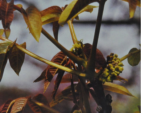 Ainsworths Original Dr. Bach Method Flower Essence Walnut 10ml