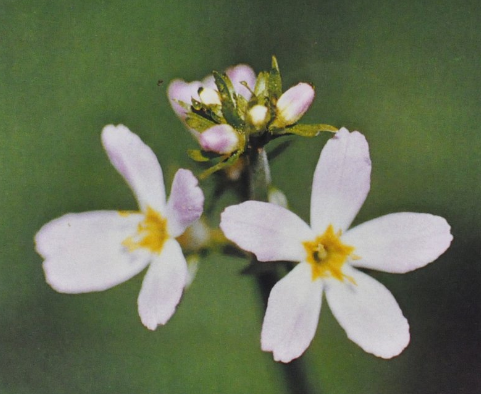 Ainsworths Original Dr. Bach Method Flower Essence Water Violet 10ml