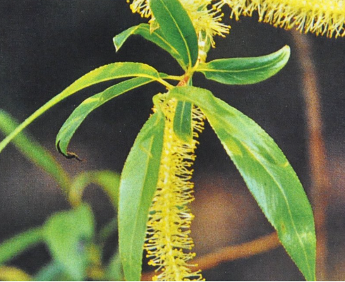 Ainsworths Original Dr. Bach Method Flower Essence Willow 10ml